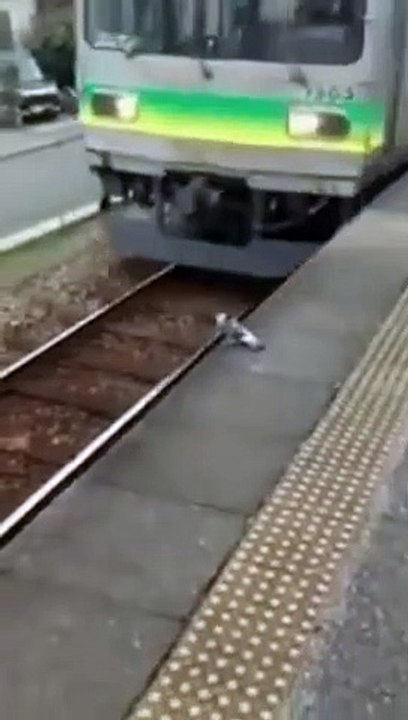 Pigeon rides the train