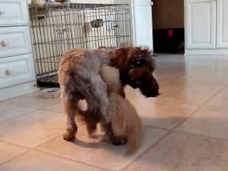 Dogs playing together.