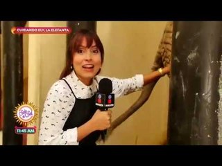 Ana Alicia se fue a cuidar a la elefanta Ely en el zoológico de Aragón | Sale el Sol