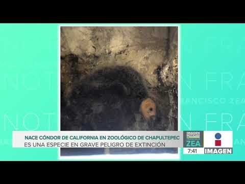 Nace un cóndor de California en el Zoológico de Chapultepec | Noticias con Francisco Zea