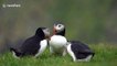 Stunning shots of puffins landing on remote UK clifftop colony