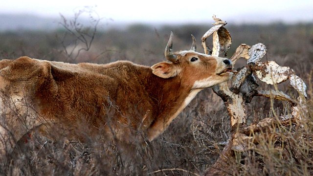 Chile suffers the worst drought in 60 years