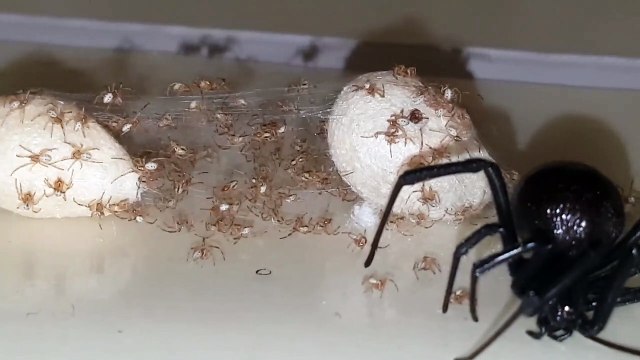 Il découvre une veuve noire et ses centaines de bébés piégés dans la colle à fourmis