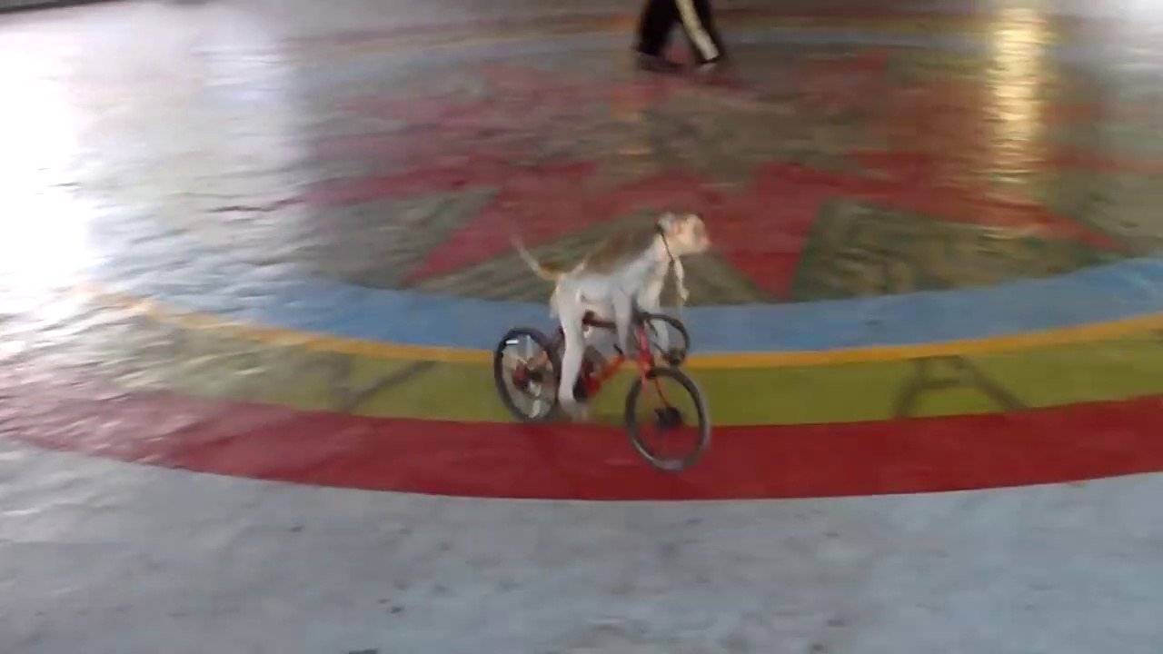 Ces petits singes font du vélo et c'est adorable