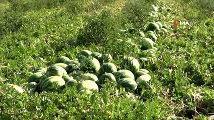 Karacabey'de karpuz hasadı başladı