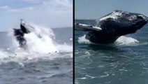 Humpback Whales Jumping For Joy