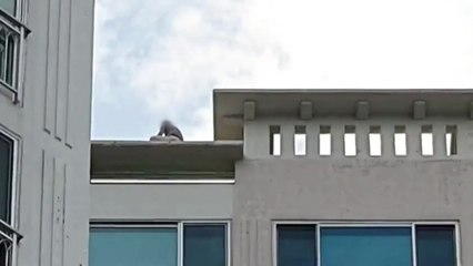 거제 흉기 살해범, 밤샘 대치 끝 결국 투신해 숨져 / YTN