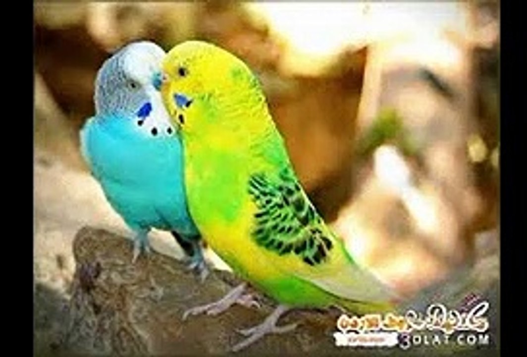 i love the birds
