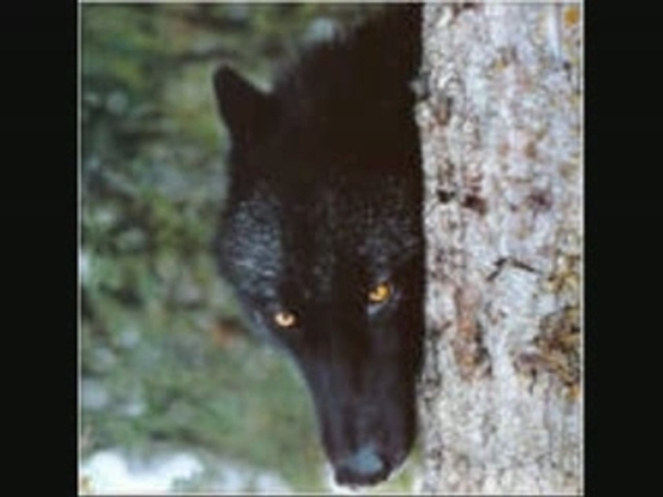 Film loups