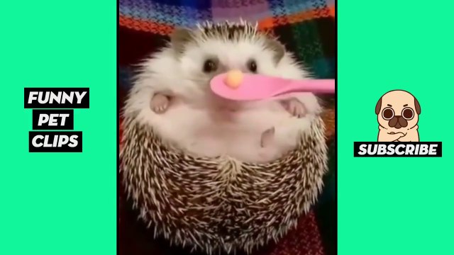 Tik Tok Pets Funny Cute Animals #43