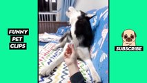 Tik Tok Pets  Funny Cute Animals #45