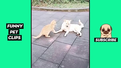 Tik Tok Pets  Funny Cute Animals #47