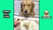 Tik Tok Pets  Funny Cute Animals #49