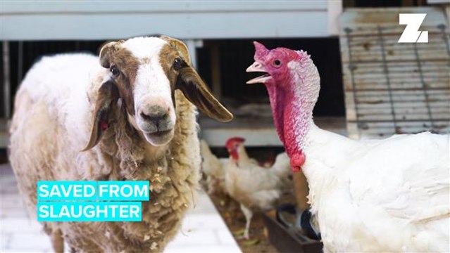 Freedom Farm Sanctuary: Saving Animals From The Slaughterhouse