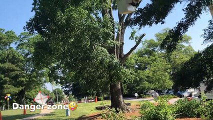 ஒரு மரத்தின் மரணம்.. இப்படித்தான் பல மரணங்கள்!-வீடியோ