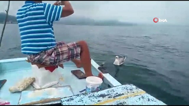 Rizeli balıkçının martı ve yunus balığı ile sohbeti tebessüm ettiriyor