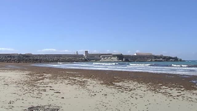 Miles de algas asiáticas invaden la costa de Tarifa (Cádiz)