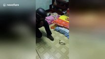 Fireman struggles to catch fearsome baby cobra at Thai home