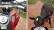 Une vache met un gros stop à un motard qui fait une roue arrière
