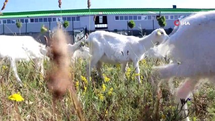 Aşık Veysel dinleyen keçilerin süt üretimi arttı