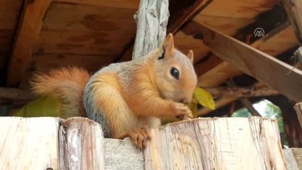 Ormanda buldukları sincap yavrusu ailenin yeni üyesi oldu