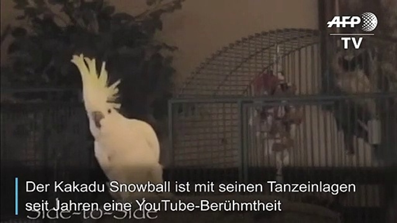 Birds just wanna have fun