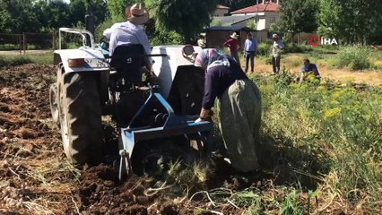 Taşköprü'de sarımsak hasadı başladı