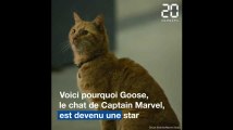 «Captain Marvel»: Les 3 raisons qui font de Goose le chat un super acteur