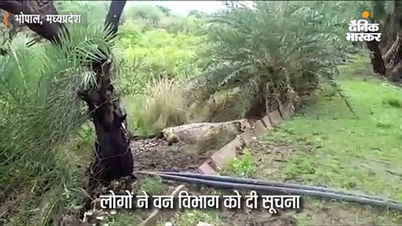 वन विहार में बाड़े से निकलकर सड़क पर आया मगरमच्छ