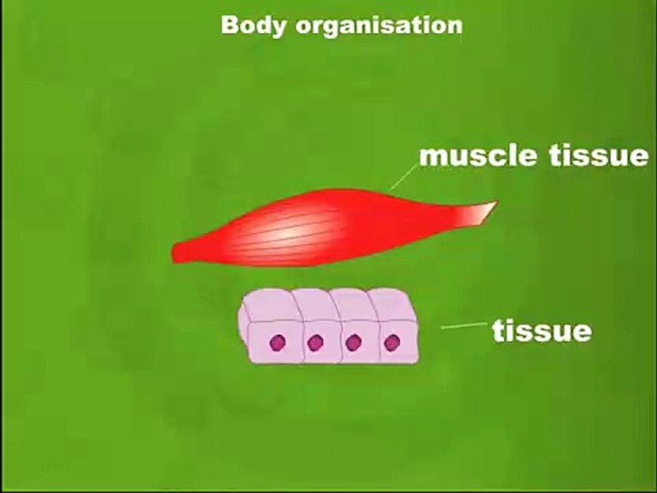 Online video tutorial on Body organization for class 6