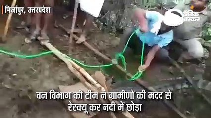 नदी से भटककर आबादी में पहुंचा विशालकाय मगरमच्छ