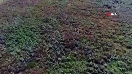 Jandarma kayıp koyunları drone ile buldu