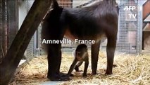 Serial births at Amnéville Zoo