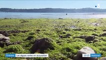 Finistère : les algues vertes dangereuses pour la santé ?