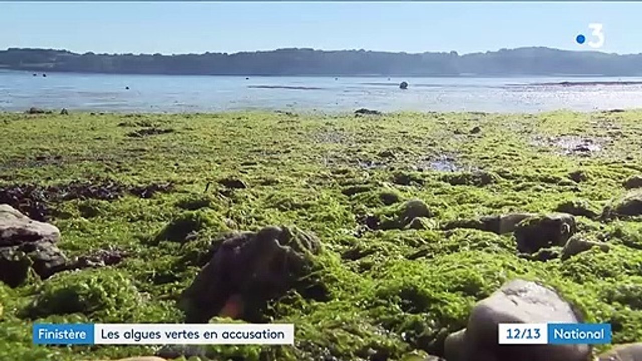 Finistère : les algues vertes dangereuses pour la santé ?
