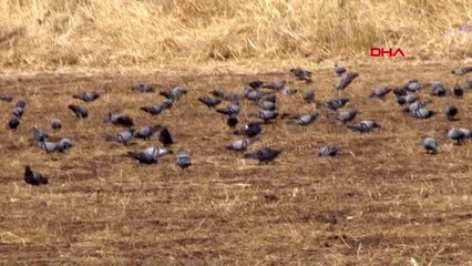 Güvercinler, hasadı yapılan tarlaları mesken tuttu