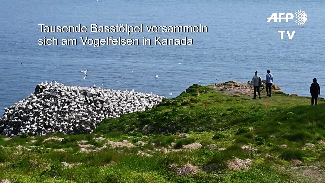 Ein Felsen voller Tölpel