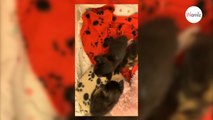 Ils trouvent 2 chatons dans un carton, quelques minutes plus tard ils font une autre découverte bouleversante