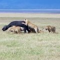 Lions attack Cape buffalo in Ngorongoro Crater, Tanzania