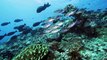 Best scuba diving Paradise in Fiji