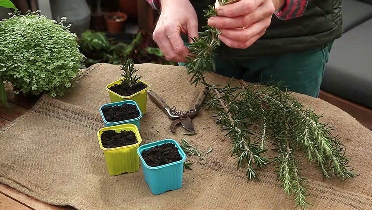L'atelier jardin comment bouturer le romarin