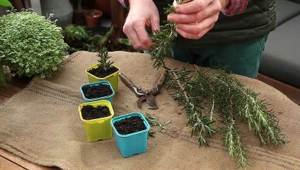 L'atelier jardin comment bouturer le romarin