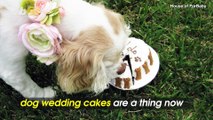 Bring a Doggy Bag! Wedding Cakes For Dogs Are a Thing Now so Fido Can be Part of Your Big Day!