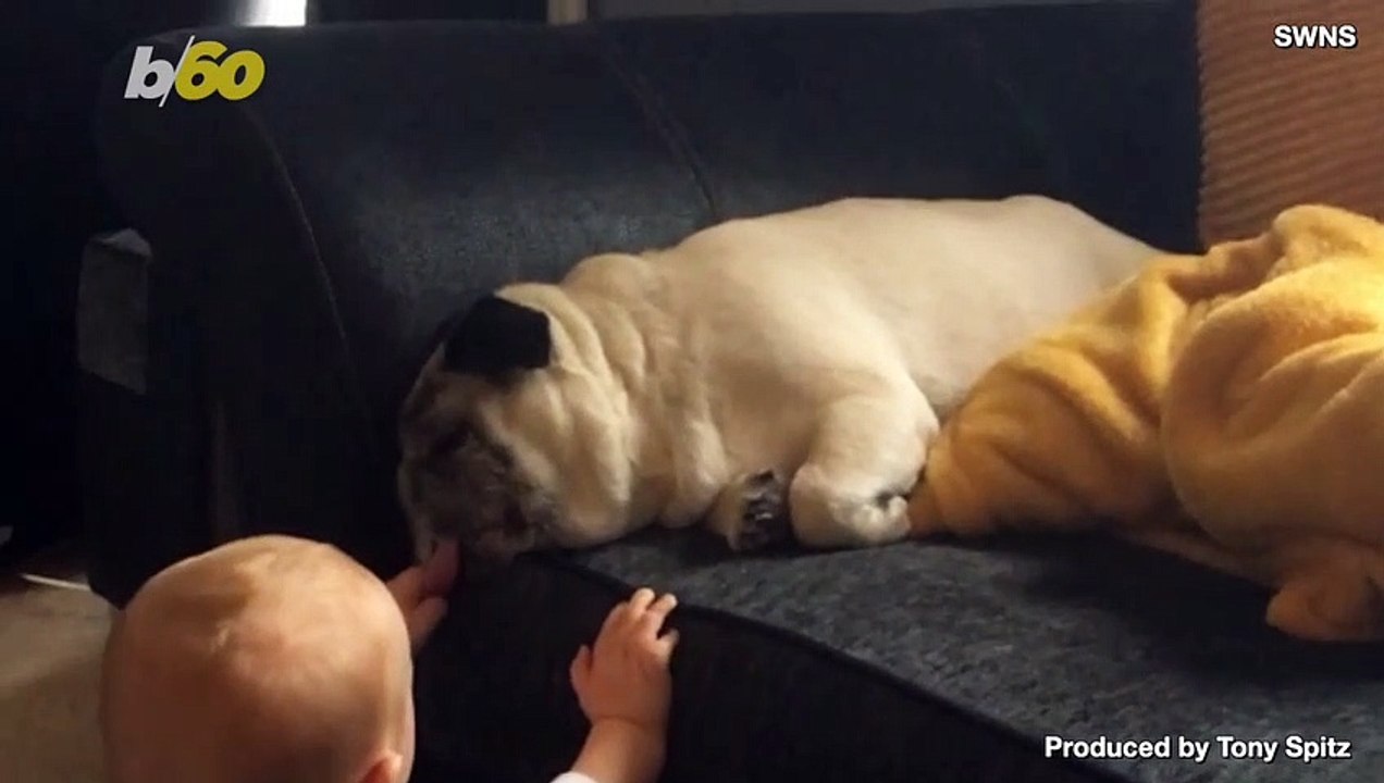 This is the Hilarious Moment an Infant Uses Sleeping Dog’s Tongue as a Play Toy