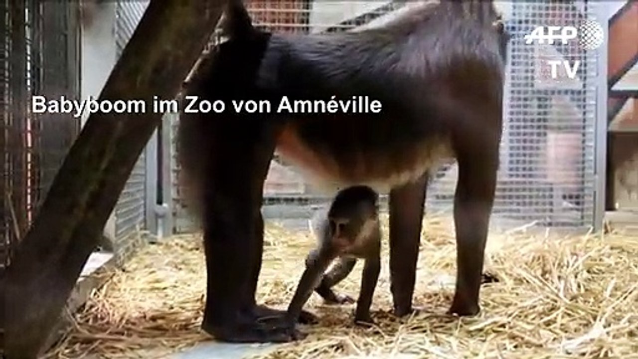 Babyboom im Zoo von Amnéville