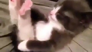 Quand un chaton joue avec ses petites pattes roses. Trop mimi !
