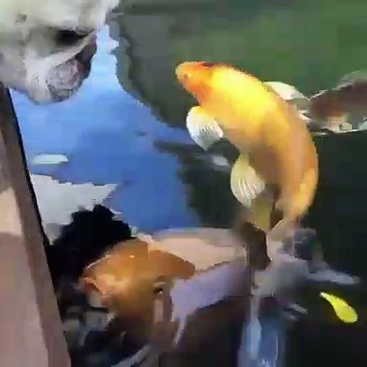 Lorsqu'un bulldog fait des bisous à un poisson, voici ce que ça donne !