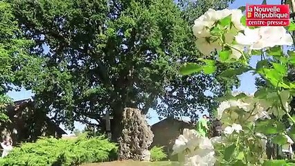 VIDEO. Vienne : A 800 ans, ce chêne devient arbre remarquable