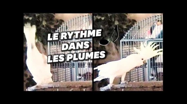 Ce cacatoès danse mieux que vous sur Queen, et ça fascine les chercheurs