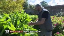 Abbaye de Daoulas : un jardin de plantes médicinales aux mille vertus